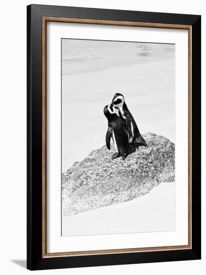 Awesome South Africa Collection B&W - Penguin Lovers III-Philippe Hugonnard-Framed Photographic Print