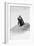 Awesome South Africa Collection B&W - Penguin Lovers III-Philippe Hugonnard-Framed Photographic Print