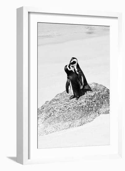 Awesome South Africa Collection B&W - Penguin Lovers III-Philippe Hugonnard-Framed Photographic Print