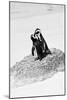 Awesome South Africa Collection B&W - Penguin Lovers III-Philippe Hugonnard-Mounted Photographic Print