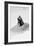 Awesome South Africa Collection B&W - Penguin Lovers III-Philippe Hugonnard-Framed Photographic Print