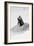 Awesome South Africa Collection B&W - Penguin Lovers III-Philippe Hugonnard-Framed Photographic Print