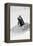 Awesome South Africa Collection B&W - Penguin Lovers III-Philippe Hugonnard-Framed Premier Image Canvas