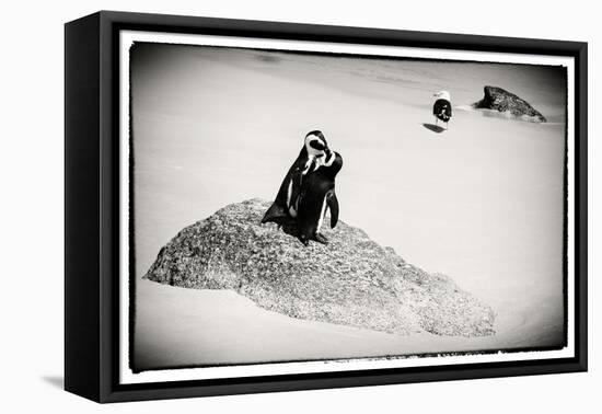 Awesome South Africa Collection B&W - Penguin Lovers-Philippe Hugonnard-Framed Premier Image Canvas