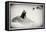 Awesome South Africa Collection B&W - Penguin Lovers-Philippe Hugonnard-Framed Premier Image Canvas