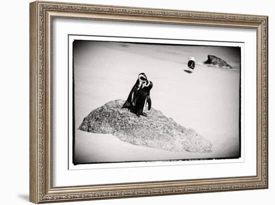 Awesome South Africa Collection B&W - Penguin Lovers-Philippe Hugonnard-Framed Photographic Print