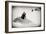 Awesome South Africa Collection B&W - Penguin Lovers-Philippe Hugonnard-Framed Photographic Print