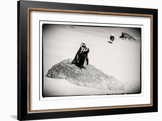 Awesome South Africa Collection B&W - Penguin Lovers-Philippe Hugonnard-Framed Photographic Print