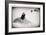 Awesome South Africa Collection B&W - Penguin Lovers-Philippe Hugonnard-Framed Photographic Print