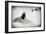 Awesome South Africa Collection B&W - Penguin Lovers-Philippe Hugonnard-Framed Photographic Print