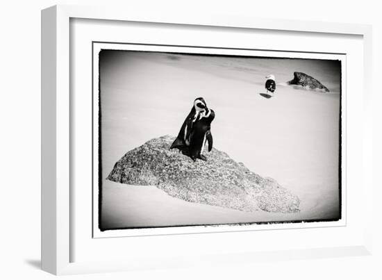 Awesome South Africa Collection B&W - Penguin Lovers-Philippe Hugonnard-Framed Photographic Print