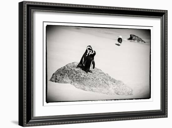 Awesome South Africa Collection B&W - Penguin Lovers-Philippe Hugonnard-Framed Photographic Print