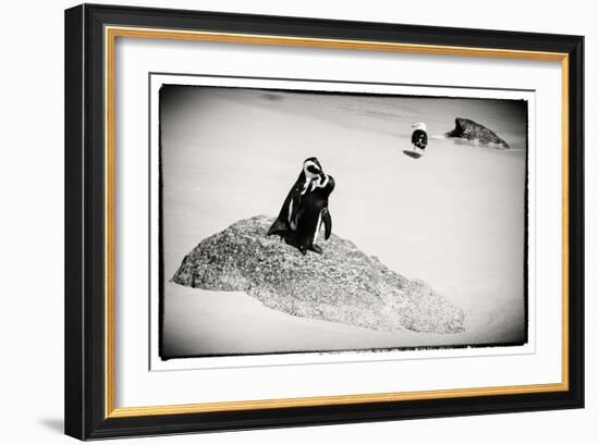 Awesome South Africa Collection B&W - Penguin Lovers-Philippe Hugonnard-Framed Photographic Print