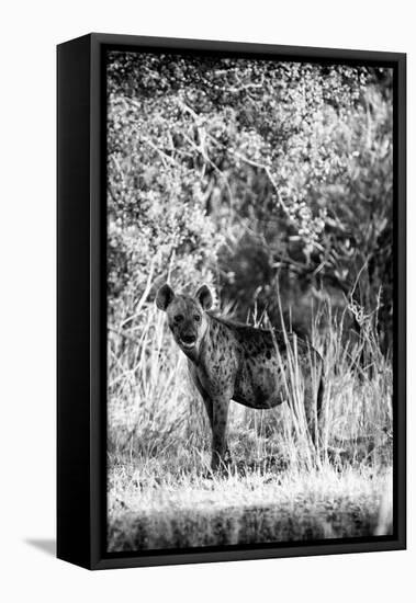 Awesome South Africa Collection B&W - Portrait of a Brown Hyena-Philippe Hugonnard-Framed Premier Image Canvas