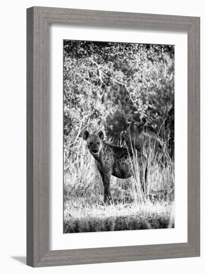 Awesome South Africa Collection B&W - Portrait of a Brown Hyena-Philippe Hugonnard-Framed Photographic Print