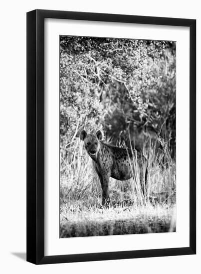 Awesome South Africa Collection B&W - Portrait of a Brown Hyena-Philippe Hugonnard-Framed Photographic Print