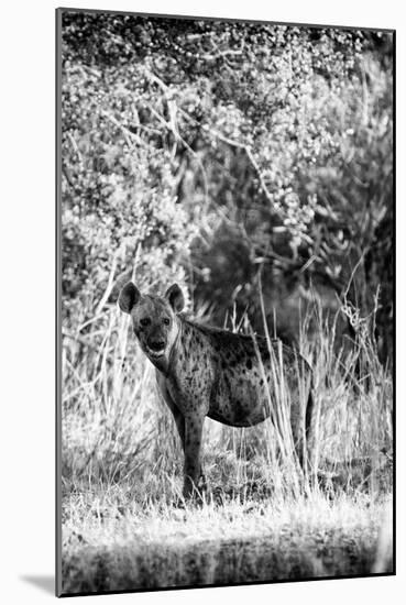 Awesome South Africa Collection B&W - Portrait of a Brown Hyena-Philippe Hugonnard-Mounted Photographic Print