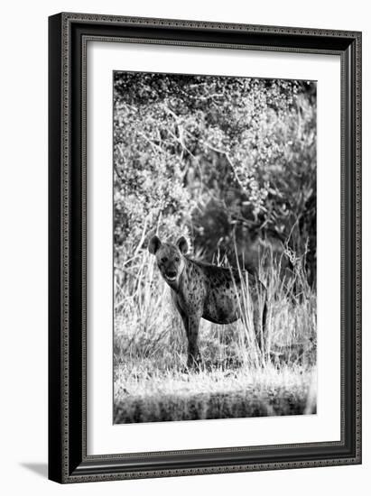 Awesome South Africa Collection B&W - Portrait of a Brown Hyena-Philippe Hugonnard-Framed Photographic Print