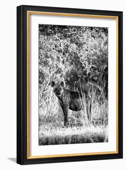 Awesome South Africa Collection B&W - Portrait of a Brown Hyena-Philippe Hugonnard-Framed Photographic Print