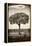 Awesome South Africa Collection B&W - Portrait of an Acacia Tree-Philippe Hugonnard-Framed Premier Image Canvas