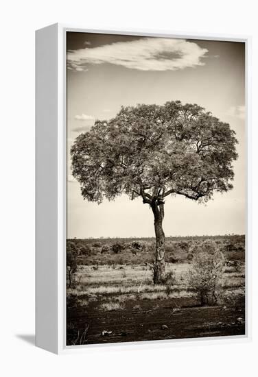Awesome South Africa Collection B&W - Portrait of an Acacia Tree-Philippe Hugonnard-Framed Premier Image Canvas
