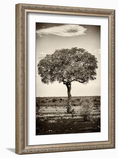 Awesome South Africa Collection B&W - Portrait of an Acacia Tree-Philippe Hugonnard-Framed Photographic Print