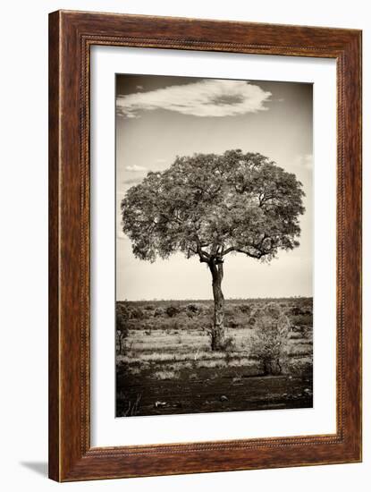 Awesome South Africa Collection B&W - Portrait of an Acacia Tree-Philippe Hugonnard-Framed Photographic Print