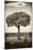Awesome South Africa Collection B&W - Portrait of an Acacia Tree-Philippe Hugonnard-Mounted Photographic Print