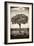 Awesome South Africa Collection B&W - Portrait of an Acacia Tree-Philippe Hugonnard-Framed Photographic Print