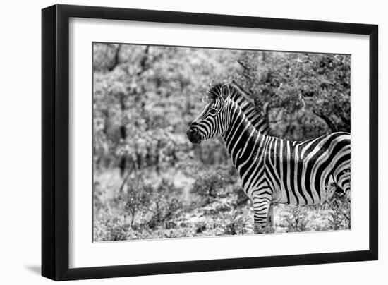 Awesome South Africa Collection B&W - Portrait of Burchell's Zebra I-Philippe Hugonnard-Framed Photographic Print