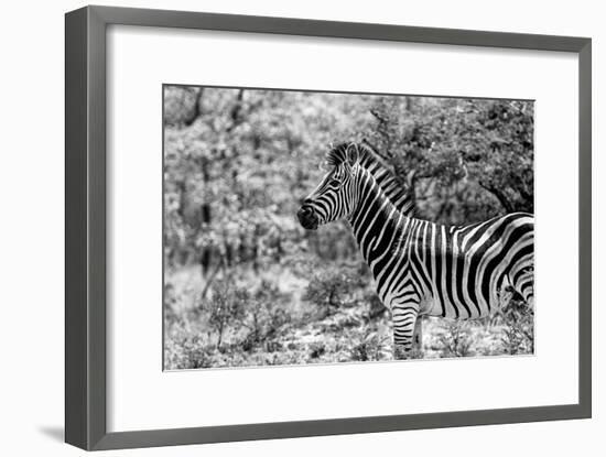 Awesome South Africa Collection B&W - Portrait of Burchell's Zebra I-Philippe Hugonnard-Framed Photographic Print