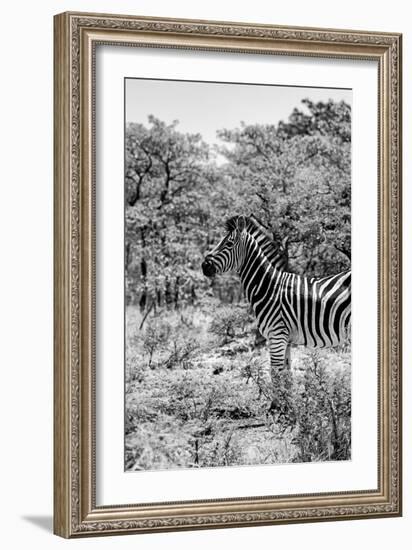 Awesome South Africa Collection B&W - Portrait of Burchell's Zebra-Philippe Hugonnard-Framed Photographic Print