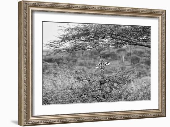 Awesome South Africa Collection B&W - Portrait of Giraffe Peering through Tree-Philippe Hugonnard-Framed Photographic Print