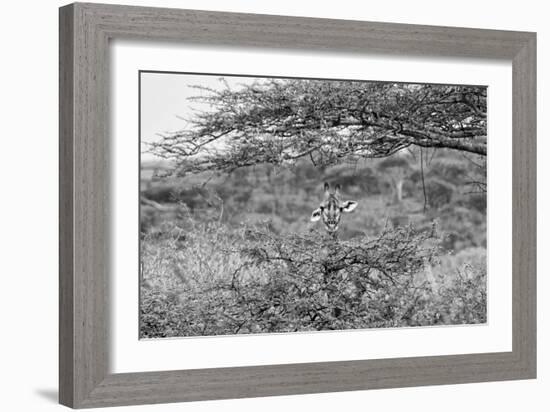 Awesome South Africa Collection B&W - Portrait of Giraffe Peering through Tree-Philippe Hugonnard-Framed Photographic Print