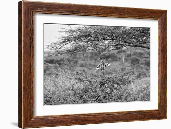 Awesome South Africa Collection B&W - Portrait of Giraffe Peering through Tree-Philippe Hugonnard-Framed Photographic Print