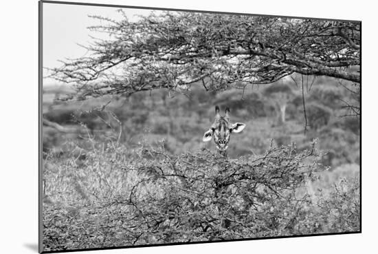 Awesome South Africa Collection B&W - Portrait of Giraffe Peering through Tree-Philippe Hugonnard-Mounted Photographic Print