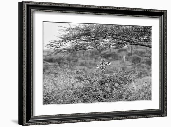 Awesome South Africa Collection B&W - Portrait of Giraffe Peering through Tree-Philippe Hugonnard-Framed Photographic Print