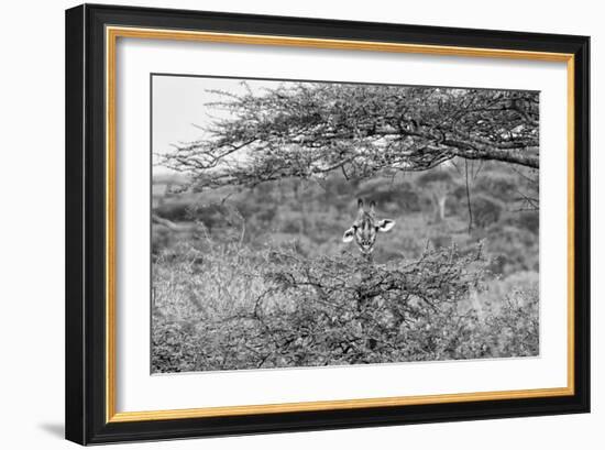 Awesome South Africa Collection B&W - Portrait of Giraffe Peering through Tree-Philippe Hugonnard-Framed Photographic Print