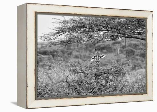 Awesome South Africa Collection B&W - Portrait of Giraffe Peering through Tree-Philippe Hugonnard-Framed Premier Image Canvas