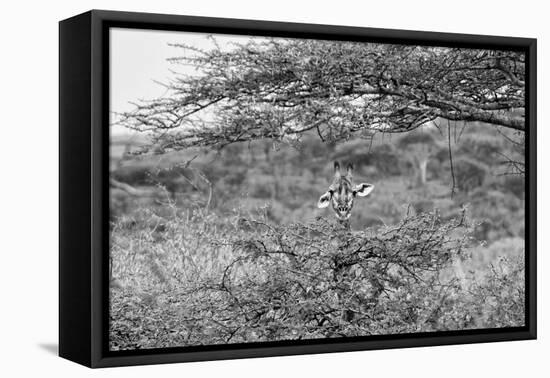 Awesome South Africa Collection B&W - Portrait of Giraffe Peering through Tree-Philippe Hugonnard-Framed Premier Image Canvas