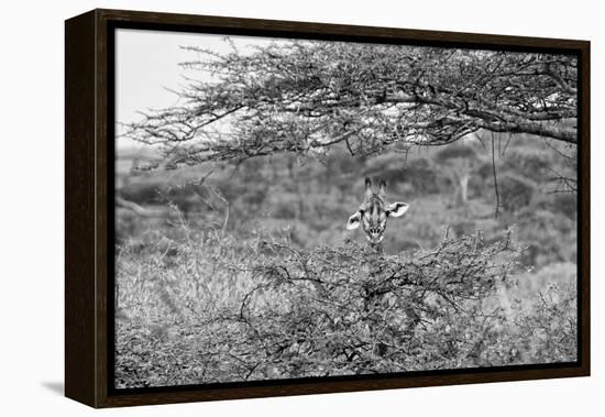 Awesome South Africa Collection B&W - Portrait of Giraffe Peering through Tree-Philippe Hugonnard-Framed Premier Image Canvas