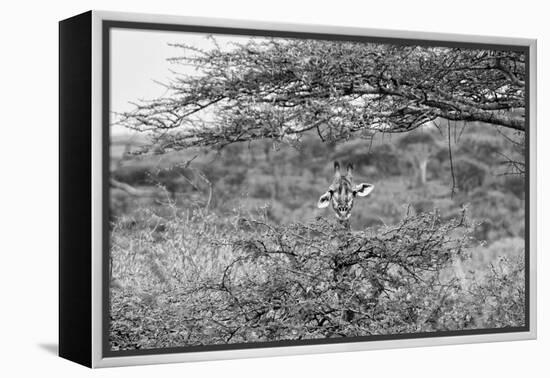 Awesome South Africa Collection B&W - Portrait of Giraffe Peering through Tree-Philippe Hugonnard-Framed Premier Image Canvas
