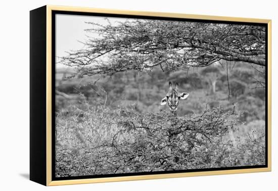 Awesome South Africa Collection B&W - Portrait of Giraffe Peering through Tree-Philippe Hugonnard-Framed Premier Image Canvas