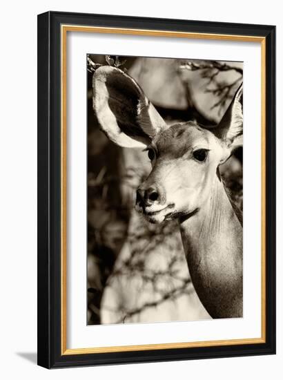 Awesome South Africa Collection B&W - Portrait of Nyala Antelope III-Philippe Hugonnard-Framed Photographic Print