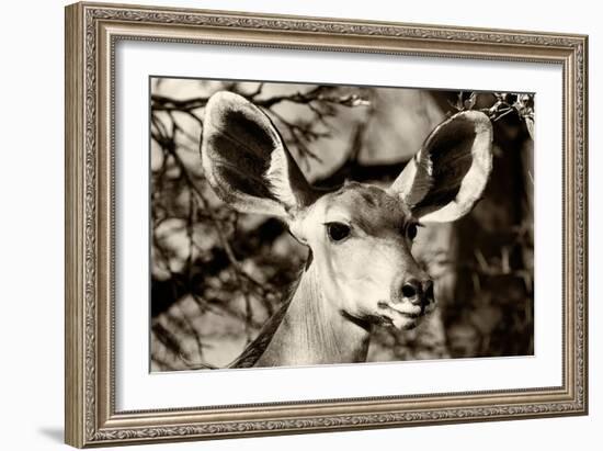 Awesome South Africa Collection B&W - Portrait of Nyala Antelope V-Philippe Hugonnard-Framed Photographic Print