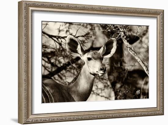 Awesome South Africa Collection B&W - Portrait of Nyala Antelope-Philippe Hugonnard-Framed Photographic Print