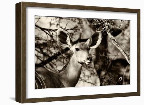 Awesome South Africa Collection B&W - Portrait of Nyala Antelope-Philippe Hugonnard-Framed Photographic Print