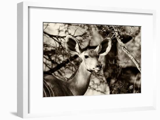 Awesome South Africa Collection B&W - Portrait of Nyala Antelope-Philippe Hugonnard-Framed Photographic Print