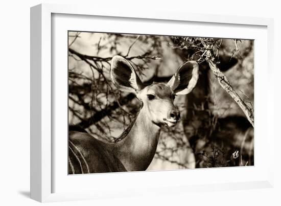 Awesome South Africa Collection B&W - Portrait of Nyala Antelope-Philippe Hugonnard-Framed Photographic Print