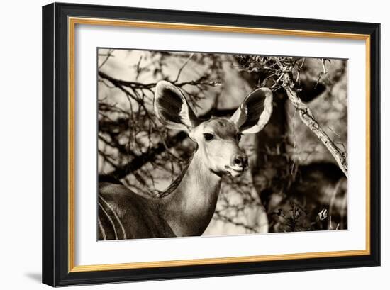 Awesome South Africa Collection B&W - Portrait of Nyala Antelope-Philippe Hugonnard-Framed Photographic Print